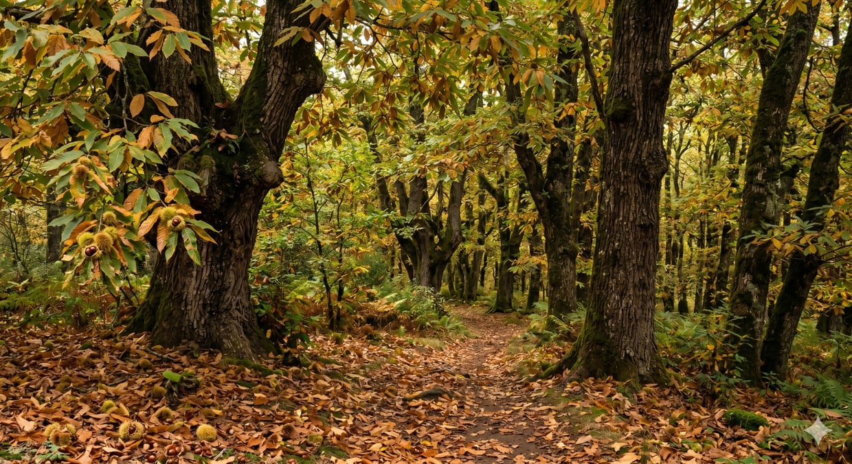 Forêt de chênes et muret de pierre sèche en Haute Bouriane